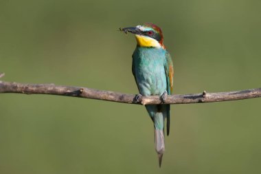 Avrupalı arı yiyici, yumuşak sabah ışığında gagasında büyük böceklerle ve bulanık bir arka planda fotoğraflanır..