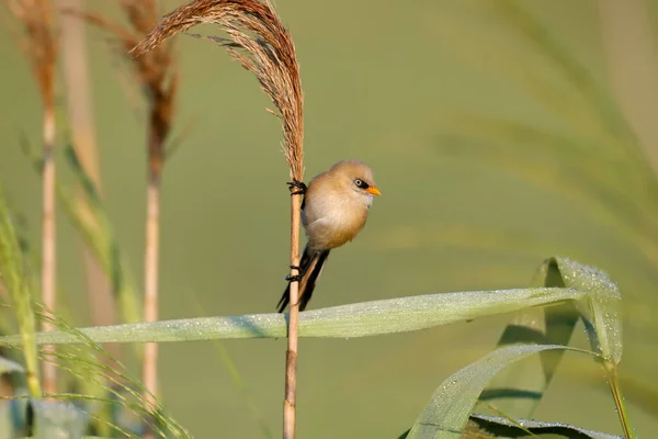 Young Bearded Reedling Also Known Bearded Tit Panurus Biarmicus Photographed — Stock Fotó
