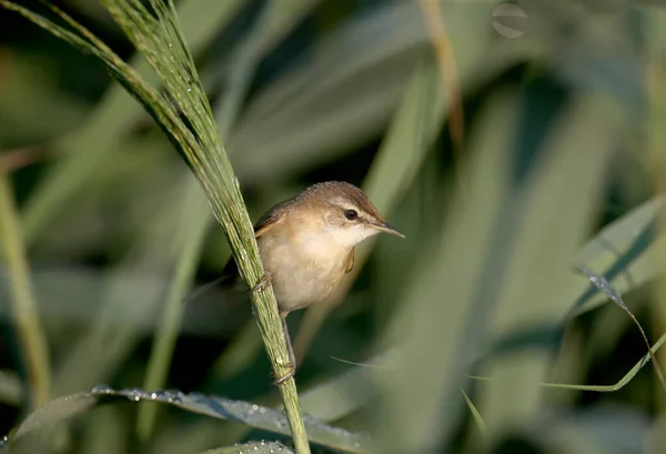 Paddyfield Warbler Acrocephalus Agricola Photographed Very Close Unusual Background Soft — Stock Photo, Image