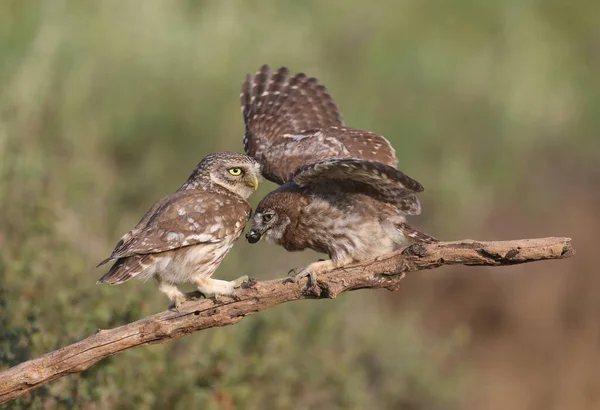 Vuxna Fåglar Och Små Uggla Kycklingar Athene Noctua Fotograferas Nära — Stockfoto