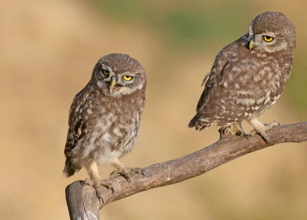 Взрослые Птицы Птенцы Совы Athene Noctua Фотографируются Близкого Расстояния Размытом — стоковое фото