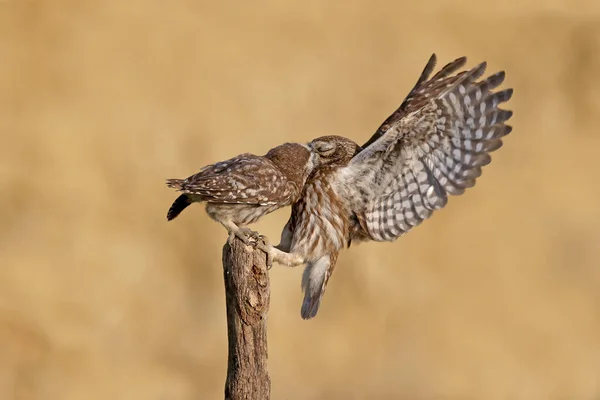 Ενήλικα Πουλιά Και Νεοσσοί Κουκουβάγιας Athene Noctua Φωτογραφίζονται Κοντινή Απόσταση — Φωτογραφία Αρχείου
