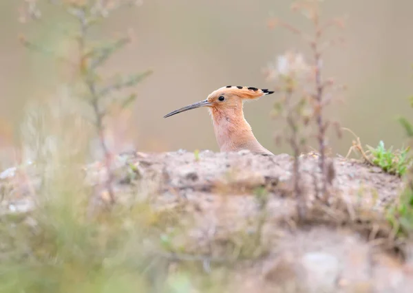 Egy Közeli Kép Hoopoe Ról Homályos Háttérrel Egy Természetes Élőhelyen — Stock Fotó