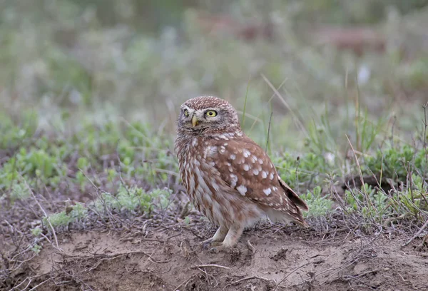 Erwachsene Und Junge Eulen Athene Noctua Werden Der Nähe Des — Stockfoto