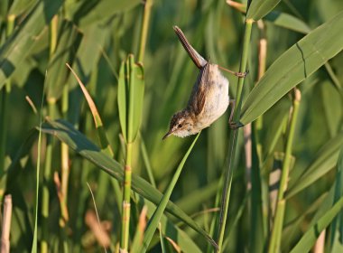 Bir çeltik bülbülünün (Acrocephalus agricola) sabah ışığında sazlıkta otururken çekilmiş yakın plan fotoğrafı.