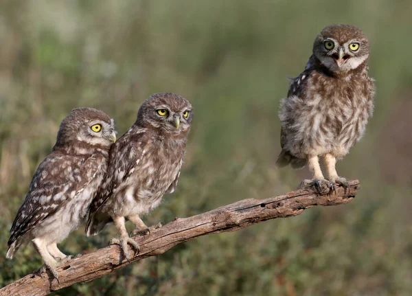 Vuxna Fåglar Och Små Uggla Kycklingar Athene Noctua Fotograferas Nära — Stockfoto