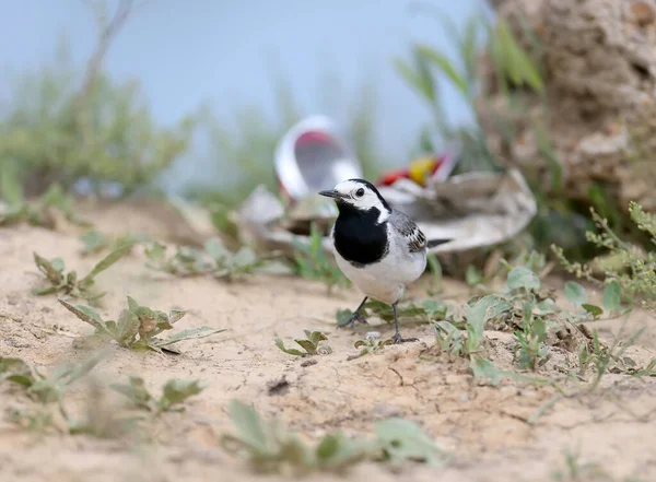 Jongeren Volwassenen White Vagail Motacilla Alba Fotografeerde Grond Diverse Objecten — Stockfoto