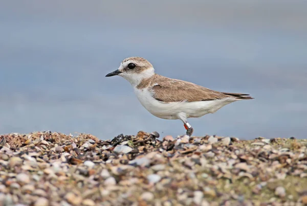 河口の砂浜で撮影されたリング状の女性Kentish Plover Charadrius Alexandrinus ウクライナだ ティリグルスキー河口 — ストック写真