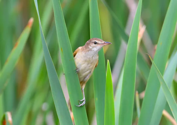 Savi Warbler Locustella Luscinioides Photographed Close Bird Sits Green Stalk — Stock Photo, Image