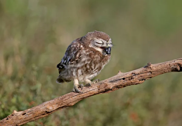 Ενήλικα Πουλιά Και Νεοσσοί Κουκουβάγιας Athene Noctua Φωτογραφίζονται Από Κοντινή — Φωτογραφία Αρχείου