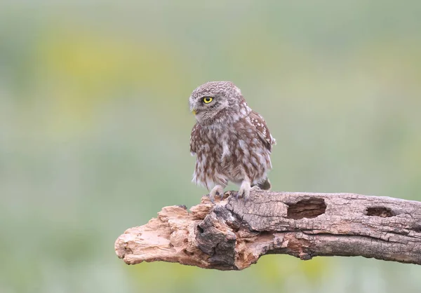 Volwassen Vogels Kleine Uilenkuikens Athene Noctua Worden Van Dichtbij Gefotografeerd — Stockfoto