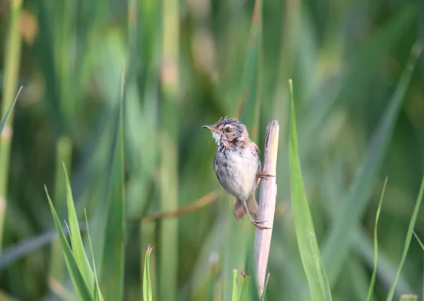 Paddyfield Warbler Acrocephalus Agricola Fényképezett Lágy Reggeli Fényben Madár Karcsú — Stock Fotó