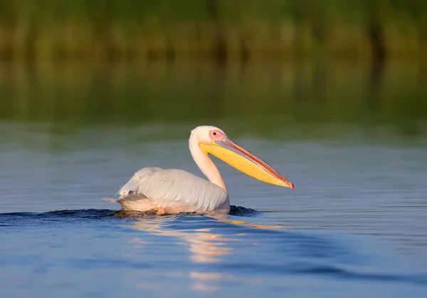 Der Große Weiße Pelikan Pelecanus Onocrotalus Frühen Morgen Weichen Sonnenlicht — Stockfoto