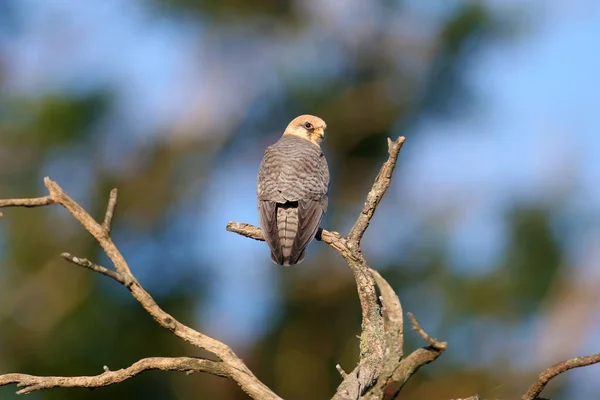 Ung Rödfotad Falk Fotograferad Närbild Mjukt Kvällsljus Mängd Poser Torra — Stockfoto