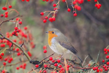 Avrupa bülbülü (Erithacus rubecula), parlak kırmızı böğürtlenlerle çevrili bir Hawthorn çalısının üzerinde bulunur.