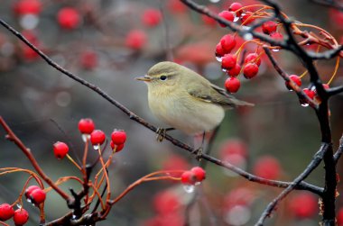 Yaygın chiffchaff (Phylloscopus collybita) parlak kırmızı böğürtlen ve yağmurla çevrili bir Hawthorn dalında bulunur.