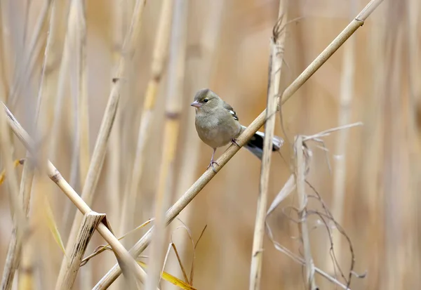 Pintade Commune Fringilla Coelebs Femelle Est Assise Sur Une Mince — Photo