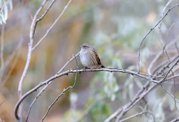 Dunnocken Prunella Modularis Vintern Fjäderdräkt Fotograferas Gren Buske Sin Naturliga — Stockfoto