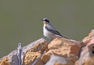 Erkek Kuzey Wheatear veya Wheatear (Oenanthe oenanthe) doğal yaşam alanında çekilen tüyler