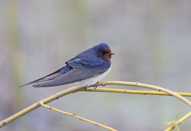 Ahır kırlangıcı (Hirundo rustica) ince bir dal üzerinde bulanık bir arka planda oturur. Yakın çekim ve detaylı fotoğraf