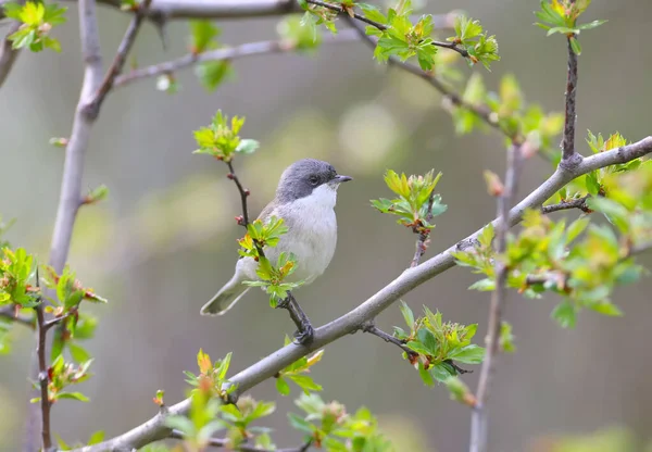 Tegoroczny Pierwszy Mniejszy Whitethroat Curruca Curruca Został Zastrzelony Kwitnącym Krzaku — Zdjęcie stockowe