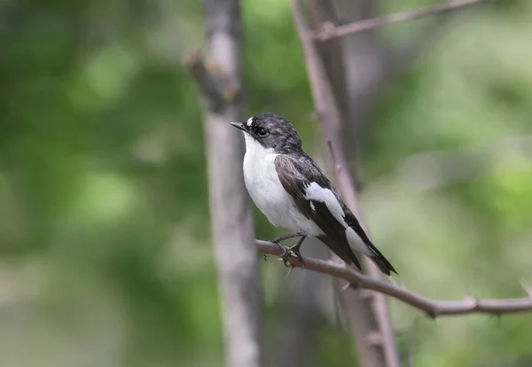 Seorang Pria Eropa Pied Flycatcher Ficedula Hypoleuca Difoto Pada Cabang — Stok Foto