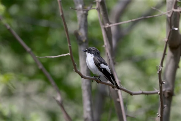 Apanhador Moscas Europeu Macho Ficedula Hypoleuca Fotografado Num Ramo Close — Fotografia de Stock