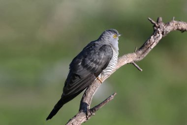Sıradan bir guguk kuşunun, bulanık bir arka plana karşı bir dalda oturup fotoğrafçıya baktığı sıra dışı yakın çekimler.
