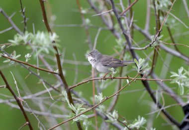 Üreme tüyleri içinde yaygın Whitethroat (Curruca communis) fotoğrafının yakın plan fotoğrafı bulanık bir arka planda bir ağaç dalında duruyor. Yumuşak sabah ışığı