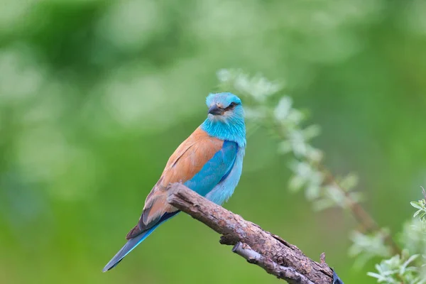 Fotografia Excepcionalmente Brilhante Close Rolo Europeu Coracias Garrulus Plumagem Reprodução — Fotografia de Stock