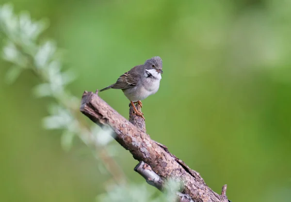 Крупным Планом Фотография Обыкновенной Белоногой Curruca Communis Гнездовом Оперении Сидит — стоковое фото