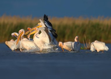 Büyük beyaz pelikanın (Pelecanus onocrotalus) doğal ortamdaki tek ve grup görüntüleri. Kuşlar, yumuşak akşam güneşinin ışınlarında uçarken ve dinlenirken vurulurlar.