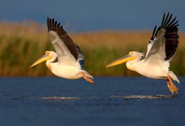 Büyük beyaz pelikanın (Pelecanus onocrotalus) doğal ortamdaki tek ve grup görüntüleri. Kuşlar, yumuşak akşam güneşinin ışınlarında uçarken ve dinlenirken vurulurlar.