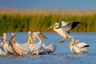 Büyük beyaz pelikanın (Pelecanus onocrotalus) doğal ortamdaki tek ve grup görüntüleri. Kuşlar, yumuşak akşam güneşinin ışınlarında uçarken ve dinlenirken vurulurlar.