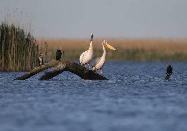 Büyük beyaz pelikanın (Pelecanus onocrotalus) doğal ortamdaki tek ve grup görüntüleri. Kuşlar, yumuşak akşam güneşinin ışınlarında uçarken ve dinlenirken vurulurlar.