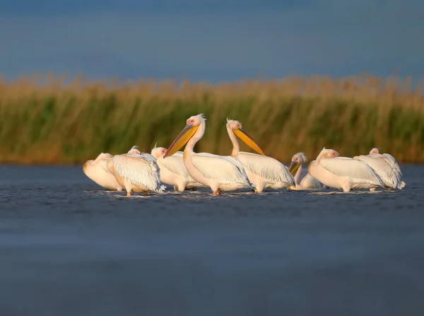 Einzel Und Gruppenbilder Des Pelikans Pelecanus Onocrotalus Natürlichem Lebensraum Vögel — Stockfoto