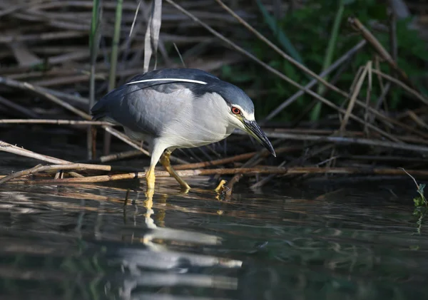 Zwart Gekroonde Nachtreiger Nycticorax Nycticorax Zit Een Boom Jaagt Vis — Stockfoto