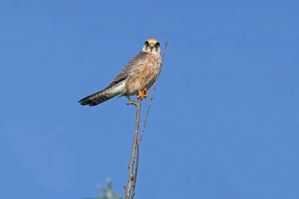 Närbild Den Rödfotade Falken Falco Vespertinus Honan Som Sitter Ett — Stockfoto