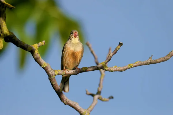 Ortolan Macho Emberiza Hortulana Plumagem Reprodução Tiro Close Senta Ramo — Fotografia de Stock