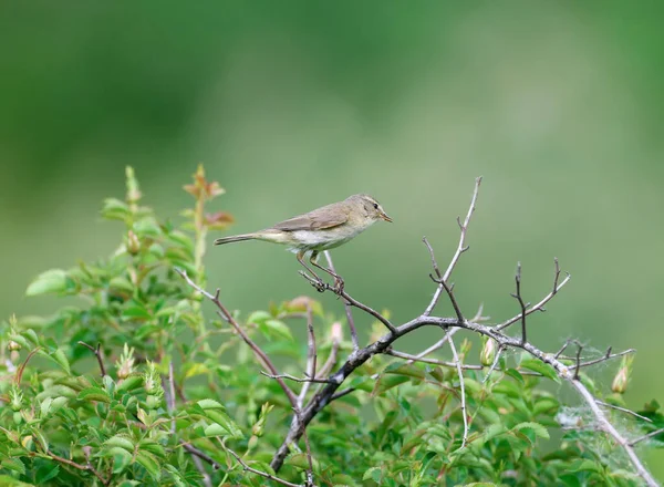 Niezwykłe Zdjęcie Typowego Szyfra Phylloscopus Collybita Siedzącego Krzewie Róży Rozmytym — Zdjęcie stockowe