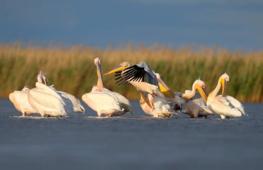 Büyük beyaz pelikanın (Pelecanus onocrotalus) doğal ortamdaki tek ve grup görüntüleri. Kuşlar, yumuşak akşam güneşinin ışınlarında uçarken ve dinlenirken vurulurlar.