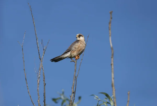 Close Shot Van Roodvoetvalk Falco Vespertinus Vrouwtje Zittend Een Boom — Stockfoto