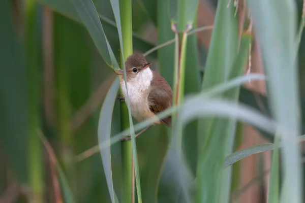 Una Parula Maschio Acrocephalus Agricola Fotografata Seduta Una Canna Morbida — Foto Stock