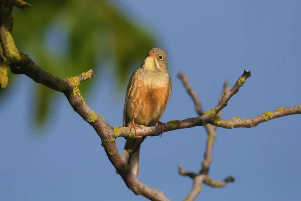 Erkek Ortolan Emberiza Hortulana Üreme Tüyleri Yakın Çekim Parlak Mavi — Stok fotoğraf