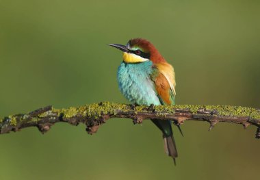 Yetişkin bir arı yiyici (Merops apiaster), yumuşak sabah güneşinin ışınlarında kuru bir dalın üzerinde güzel bulanık bir arka planda oturur. Yakın plan parlak renkli fotoğraf