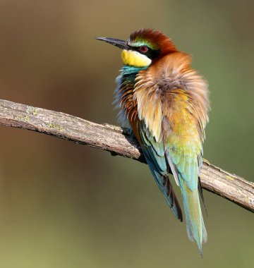 Yetişkin bir arı yiyici (Merops apiaster), yumuşak sabah güneşinin ışınlarında kuru bir dalın üzerinde güzel bulanık bir arka planda oturur. Yakın plan parlak renkli fotoğraf