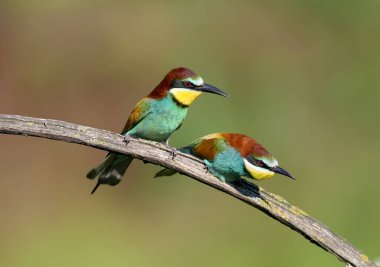 Bir çift yetişkin arı yiyici (Merops apiaster) ayin ve çiftleşme sırasında fotoğraflandı. Çok güzel bulanık bir arkaplanda parlak bir fotoğraf.