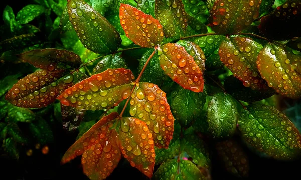 Glossy Tough Red Green Leaves Bush Densely Covered Raindrops Giving — Fotografia de Stock