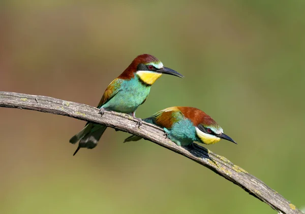 Par Abelhas Adultas Merops Apiaster Foi Fotografado Durante Alimentação Ritual — Fotografia de Stock