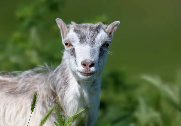 Small Goat Shot Close Background Bright Green Grass Blurred Background — Fotografia de Stock